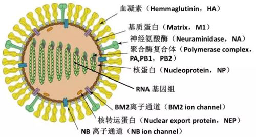 A型流感病毒H9N1神经氨酸酶型抗体的应用