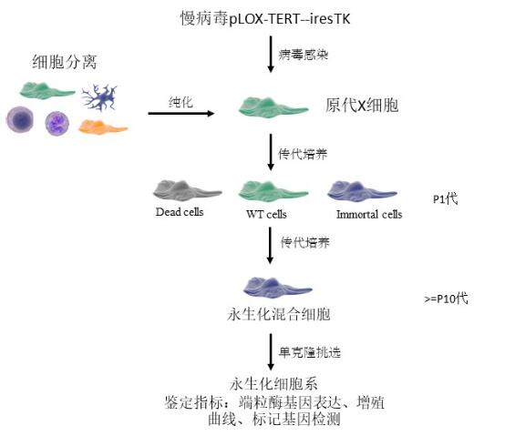 原代细胞永生化的介绍及方法