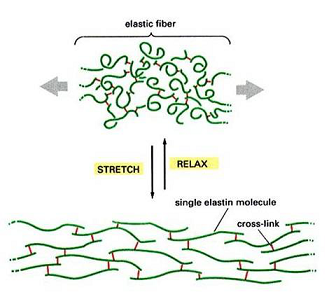 人弹性蛋白(ELN)ELISA KIT的应用