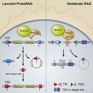 人重组激活基因2(RAG-2)ELISA KIT的应用
