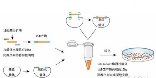 高效感受态细胞制备试剂盒的应用