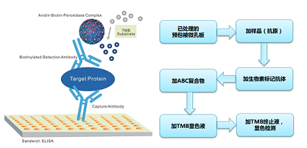 人多免疫球蛋白受体(POLY-IGR)ELISA KIT 的主要应用