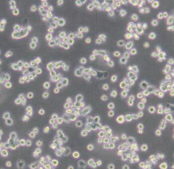 大鼠肺泡巨噬细胞说明及应用