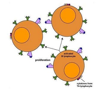 B淋巴细胞基因1抗体的主要应用