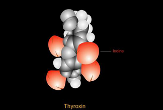 甲状腺素T4偶联牛血清白蛋白的主要应用