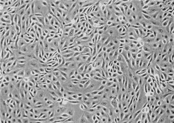 RS1大鼠皮肤成纤维样细胞的应用