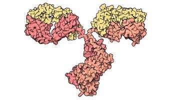 蛋白磷酸酯酶-1B抗体的应用