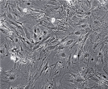 小鼠肾皮质上皮细胞的应用