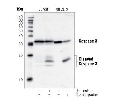 细胞凋亡蛋白酶-3分析试剂盒的原理