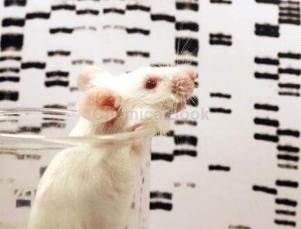 小鼠基因组DNA的提取方法