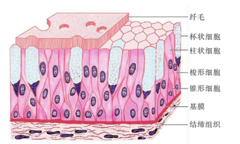 支气管上皮细胞的应用