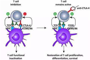 ANTI-CTLA4抗体的应用