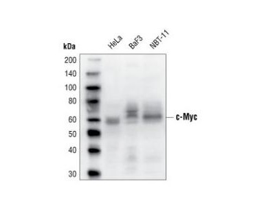 ANTI-C-MYC抗体的应用