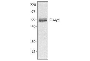  鼠抗人C-MYC抗体的应用