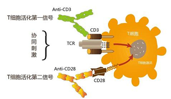 APC标记小鼠抗人CD3单克隆抗体的应用