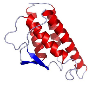  ANTI-IL-23抗体的应用