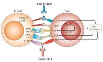 ANTI-HUMAN CD28的应用