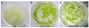LBA4404农杆菌感受态细胞的应用