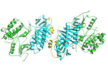 磷酸化Β抑制蛋白1抗体的应用