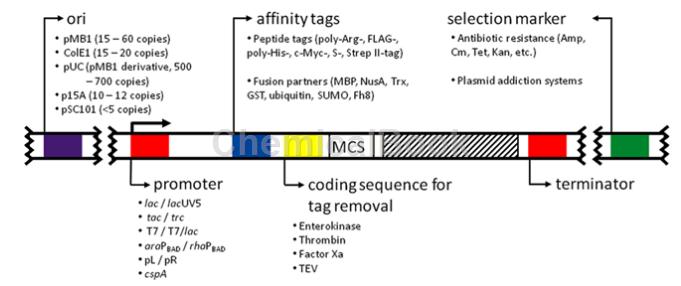 C-ROS癌基因1(ROS1)重组蛋白宿主体系选择