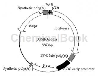 LUCIFERASE报告基因检测服务的检测原理
