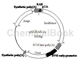 RAR LUCIFERASE REPORTER PLASMID (RAR萤火虫荧光素酶报告基因质粒) 