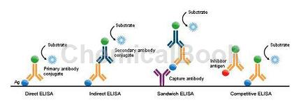 小鼠抗IGE受体抗体ELISA试剂盒的操作步骤
