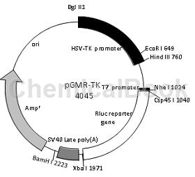 PGMLR-TK LUCIFERASE REPORTER (PGMLR-TK海肾荧光素酶报告基因质粒)