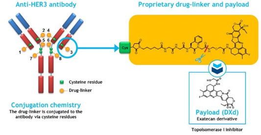 HER3抗体偶联体药物U3-1402的作用机制和临床研究