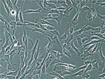 兔骨髓间充质干细胞完全培养基的应用