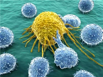 免疫细胞无血清培养基的应用