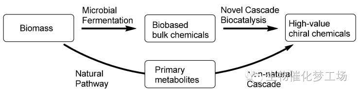 生物催化级联反应：从生物基L-苯丙氨酸到高价值的手性化合物