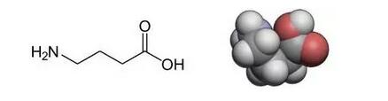 γ-氨基丁酸营养功能及应用 