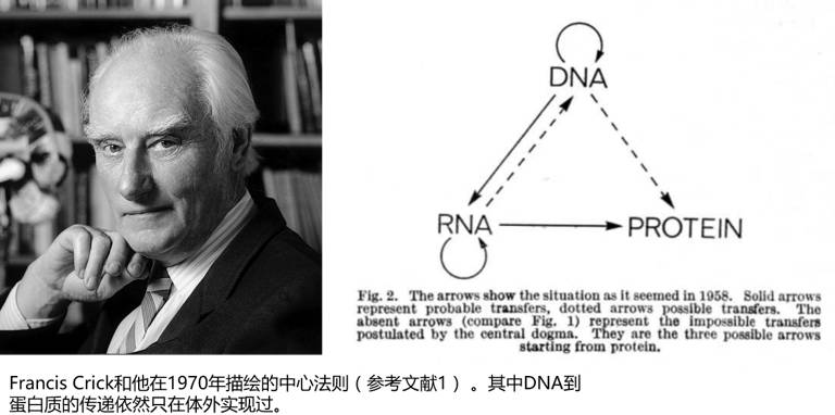 DNA vs. RNA：生命的信息流到底谁说了算？