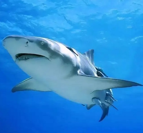角鲨烯来源