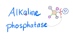 碱性磷酸酯酶的生理机能与应用