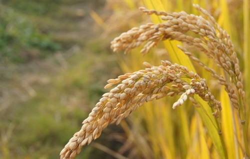 普通大米与优质大米的区别:直链淀粉与支链淀粉