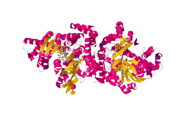 α- 葡萄糖苷酶的合成方法