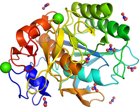蛋白酶K的性质与应用