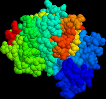 半胱胺酸蛋白酶蛋白-12抗体的应用
