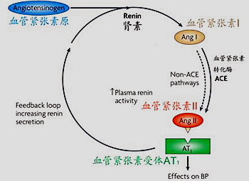 血管紧张素I抗体的应用