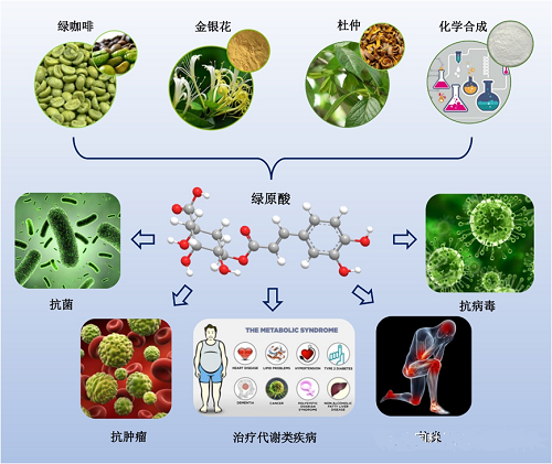 绿原酸的药理作用及机制研究进展