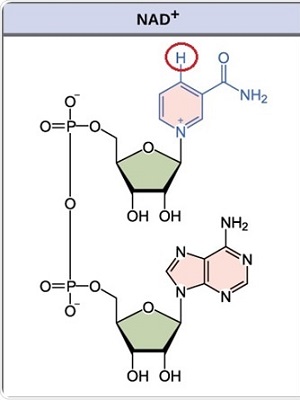 谈谈烟酰胺腺嘌呤二核苷酸 (NAD+） 