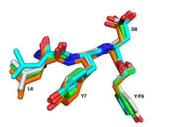 磷酸化蛋白酪氨酸激酶9抗体的应用