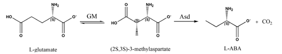 谷氨酸变位酶与天冬氨酸-β-脱羧酶偶联催化L-谷氨酸合成L-2-氨基丁酸 
