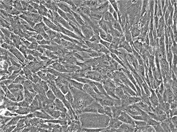 人卵巢成纤维细胞的应用