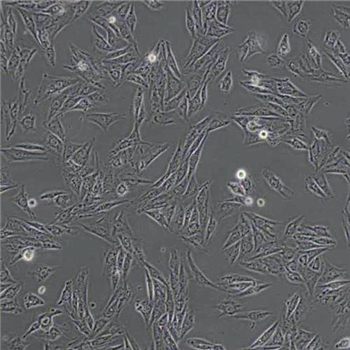 H9C2(2-1)细胞的应用