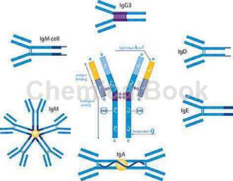 二肽基肽酶10抗体的应用