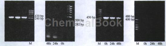 CD40配体(CD40L)重组蛋白的相关研究