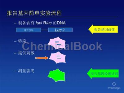 双荧光素酶验证MIRNA与靶目标基因结合